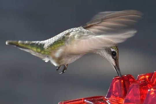Ant-proof bird feeder for hummingbirds, designed to protect nectar from insects in your outdoor space.