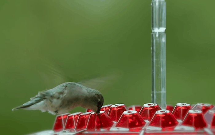 Easy-fill ant-proof hummingbird feeder with sturdy perches, providing a safe meal for tiny birds.