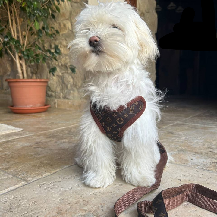 Dog walking set: comfortable, adjustable no-pull harness and leash. Ideal for small to large dogs, enhancing pet supplies.
