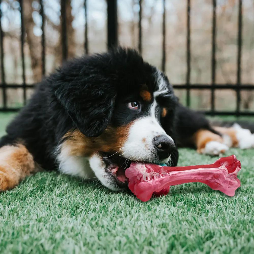 Playful dog dental chew toy for healthy teeth; durable, non-toxic, helps plaque & tartar control.