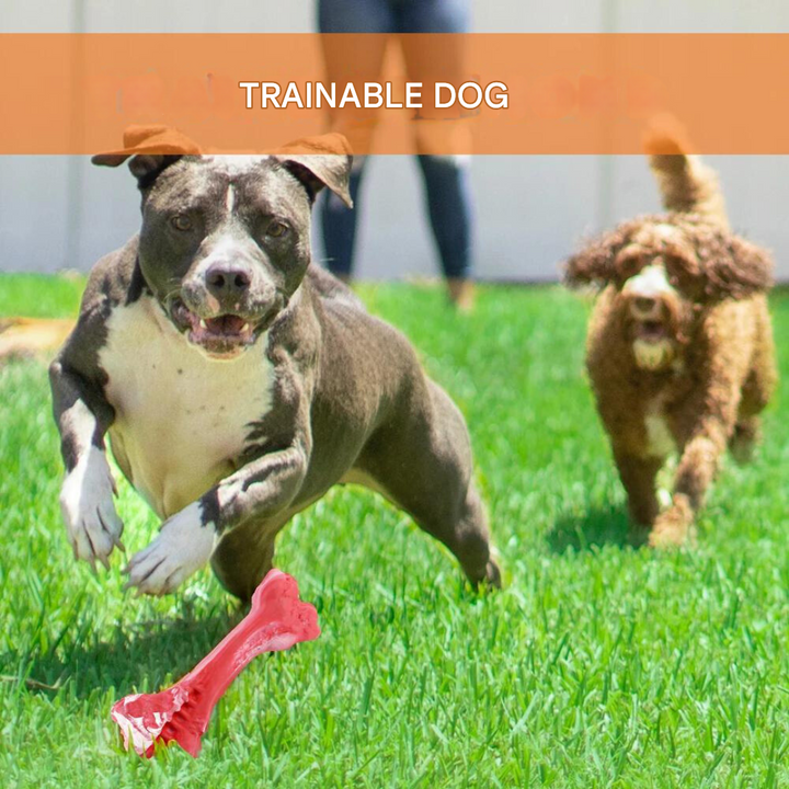 Squeaky, non-toxic dental chew toy; a fun way to improve your dog's oral health.