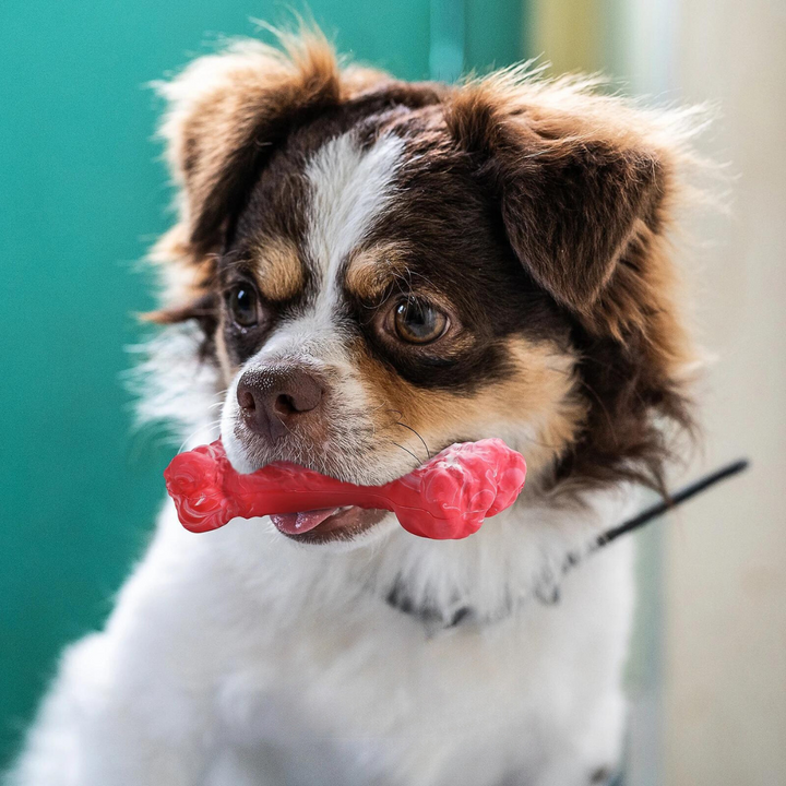 BuddyChew dental dog toy, squeaky & durable, promotes plaque removal for pet dental health.