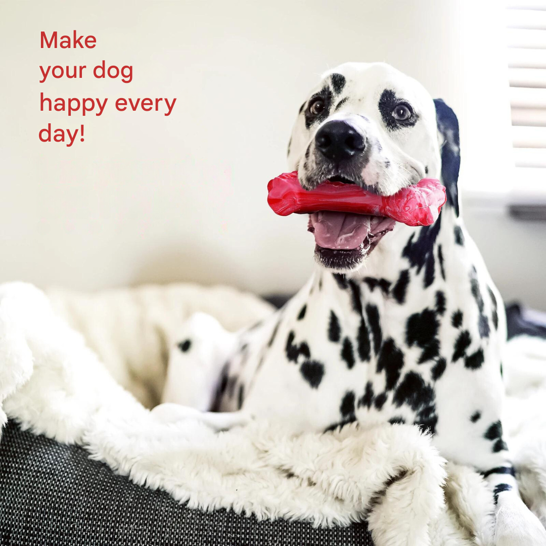 Pet care dental toy, BuddyChew, for active chewing, supports tartar control and clean teeth.