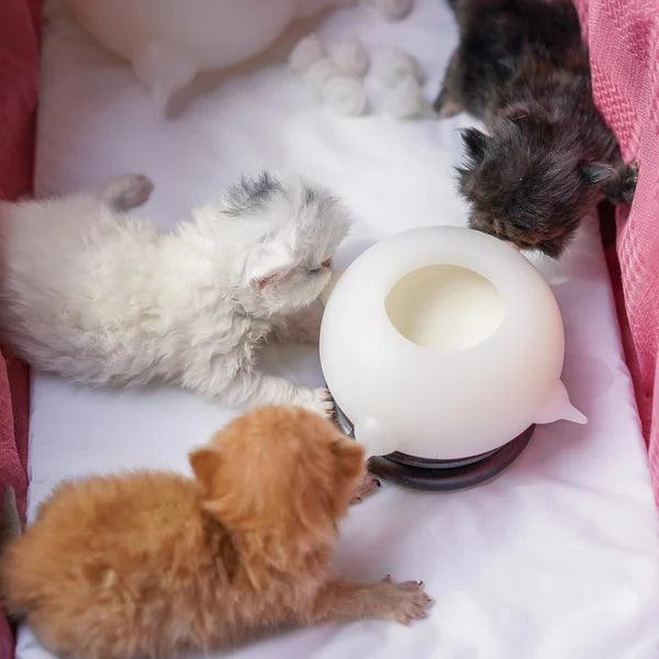 Compact white kitten milk & water bowl, leak-proof portable feeder for travel, essential small pet accessory.