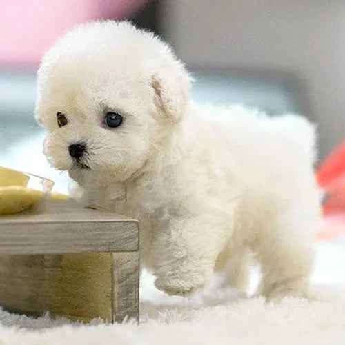 Realistic interactive plush puppy toy, lifelike comfort pet for kids & adults, electronic features.