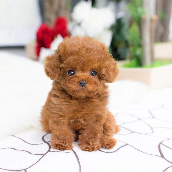 Detailed realistic teddy dog plush, a lifelike puppy stuffed animal. Great comfort toy and animal companion.