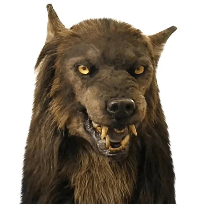 Terrifying realistic wolf mask for a scary Halloween or werewolf costume. Detailed horror party prop.