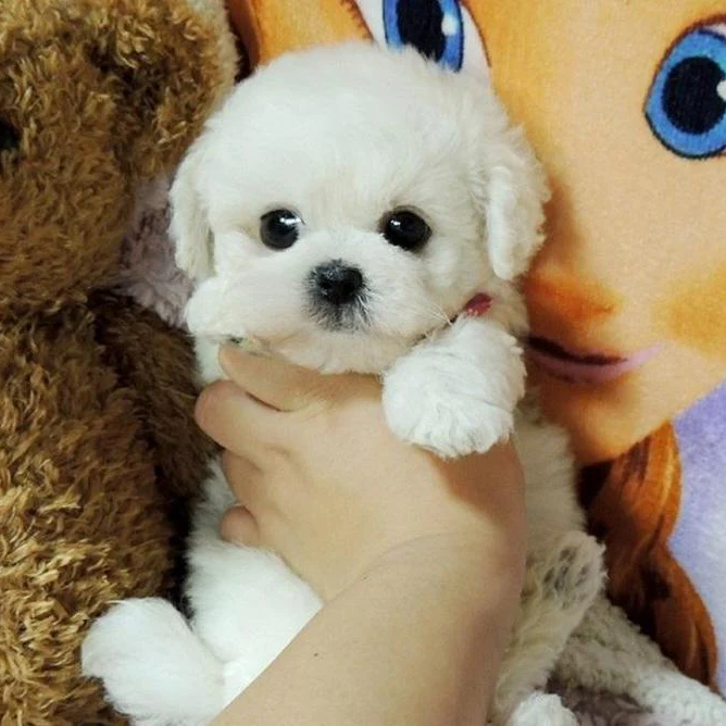Realistic Teddy Dog Plush Puppy, lifelike companion, perfect cuddly toy for children or comfort pet.