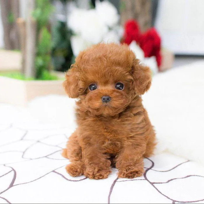 Cute realistic Teddy Dog Lucky plush puppy, a lifelike cuddly companion & children's stuffed animal toy.