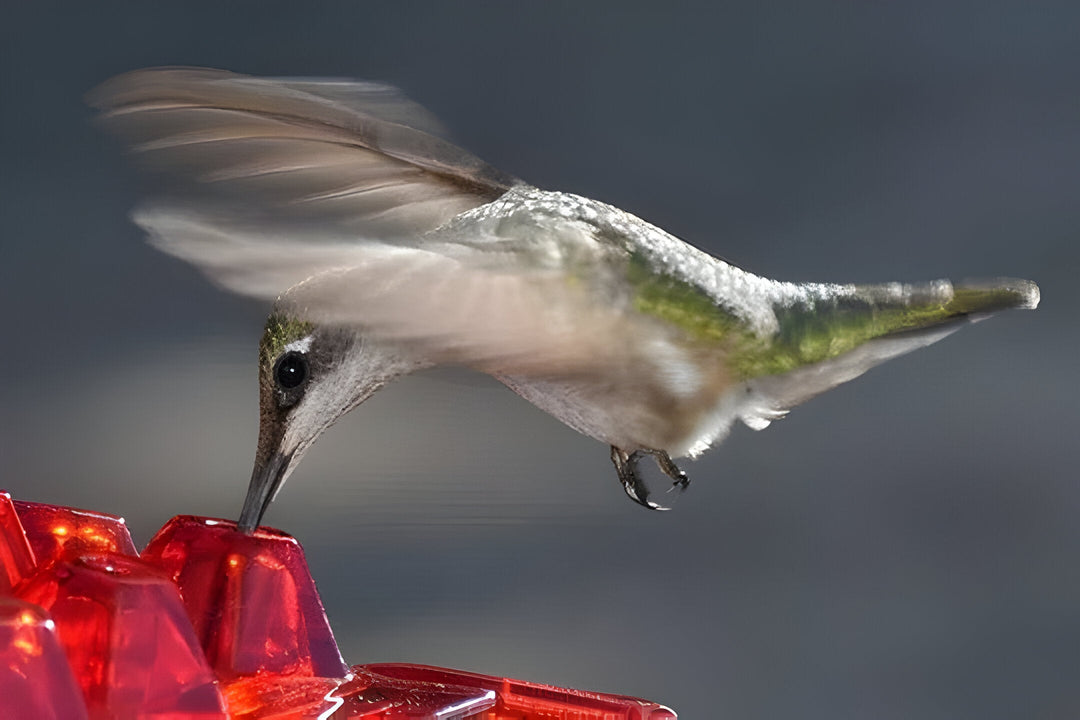 Outdoor garden hummingbird feeder with ant protection. A decorative and functional accessory for attracting birds.