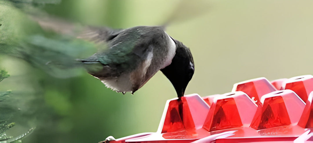 Decorative hummingbird feeder with ant guard & perch. Attracts garden birds and adds beauty to outdoor spaces.
