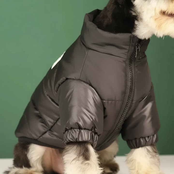 Golden retriever wearing a blue padded dog winter jacket, outdoor warm pet coat fashion