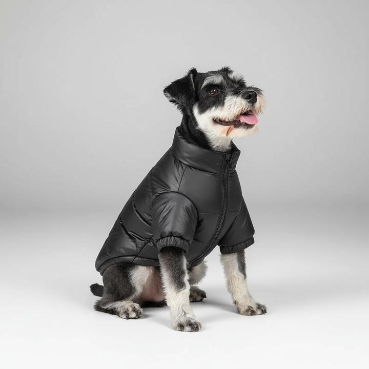 Small dog wearing a green padded winter pet coat, fashionable dog jacket for cold days