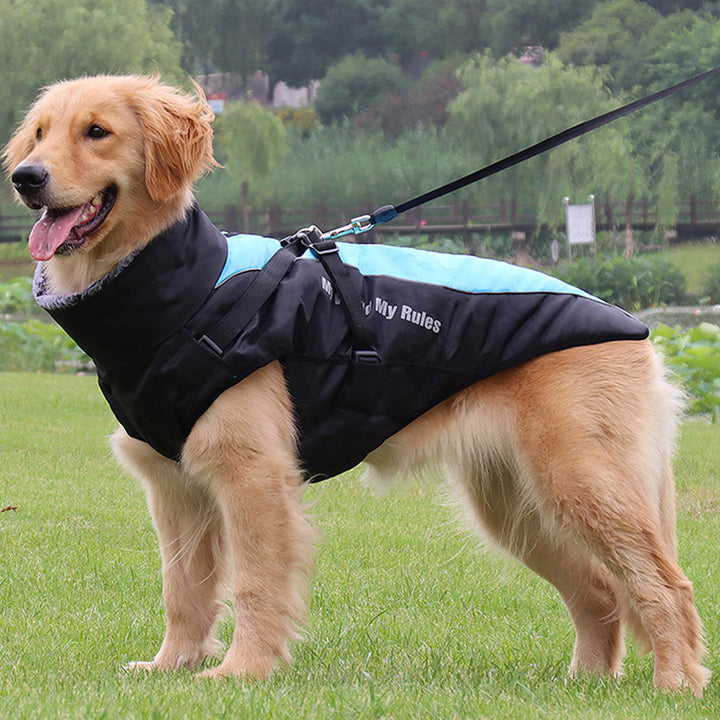 High-visibility reflective dog jacket and harness for safe outdoor adventures in low light.