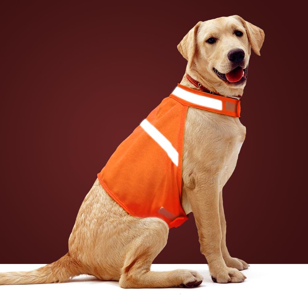 Reflective dog safety vest for high visibility during night walks and outdoor activities