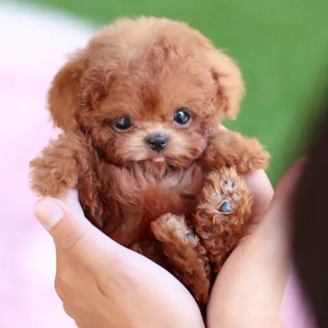 Interactive plush dog toy responding to touch, sparking imaginative play and joy for kids, battery-operated.