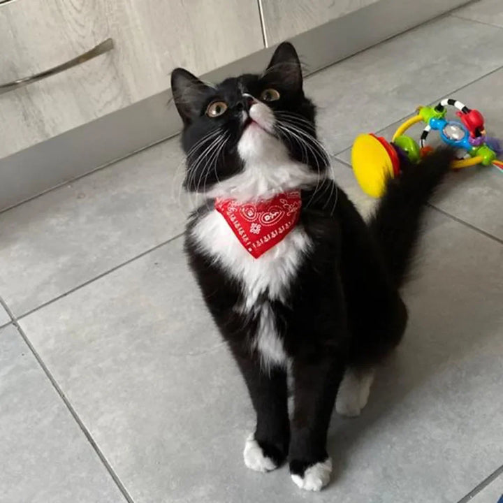 Adorable cat accessory: an adjustable bandana collar to make your stylish feline stand out.