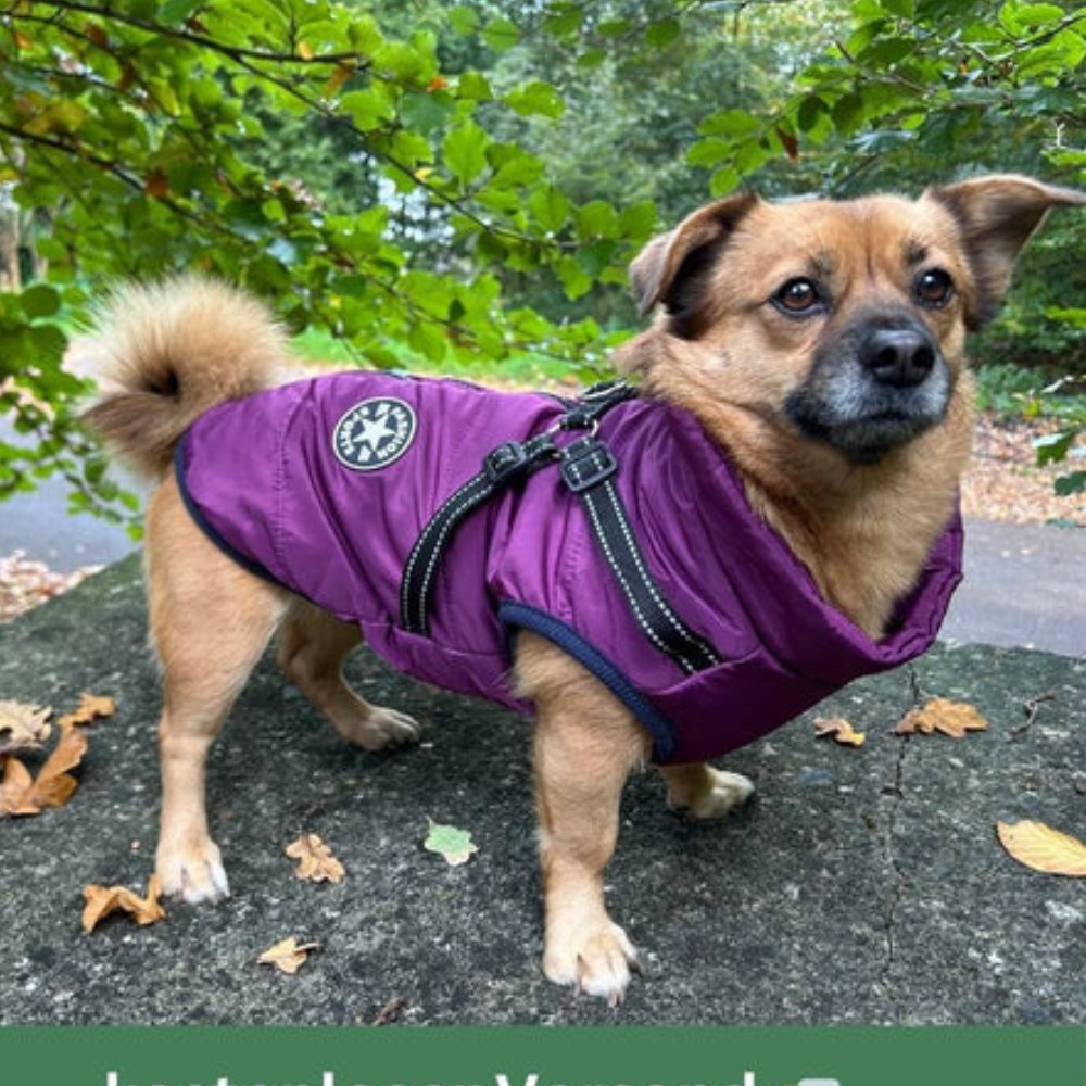 Pet safety dog vest with reflective elements, a waterproof dog coat for outdoor dog gear & cold weather protection.