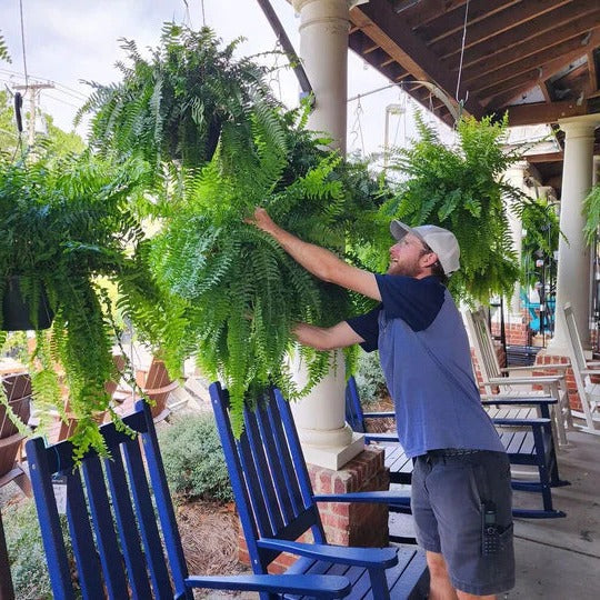 Vibrant faux Boston fern plant, UV resistant & lifelike. Ideal for indoor home or outdoor patio decor.
