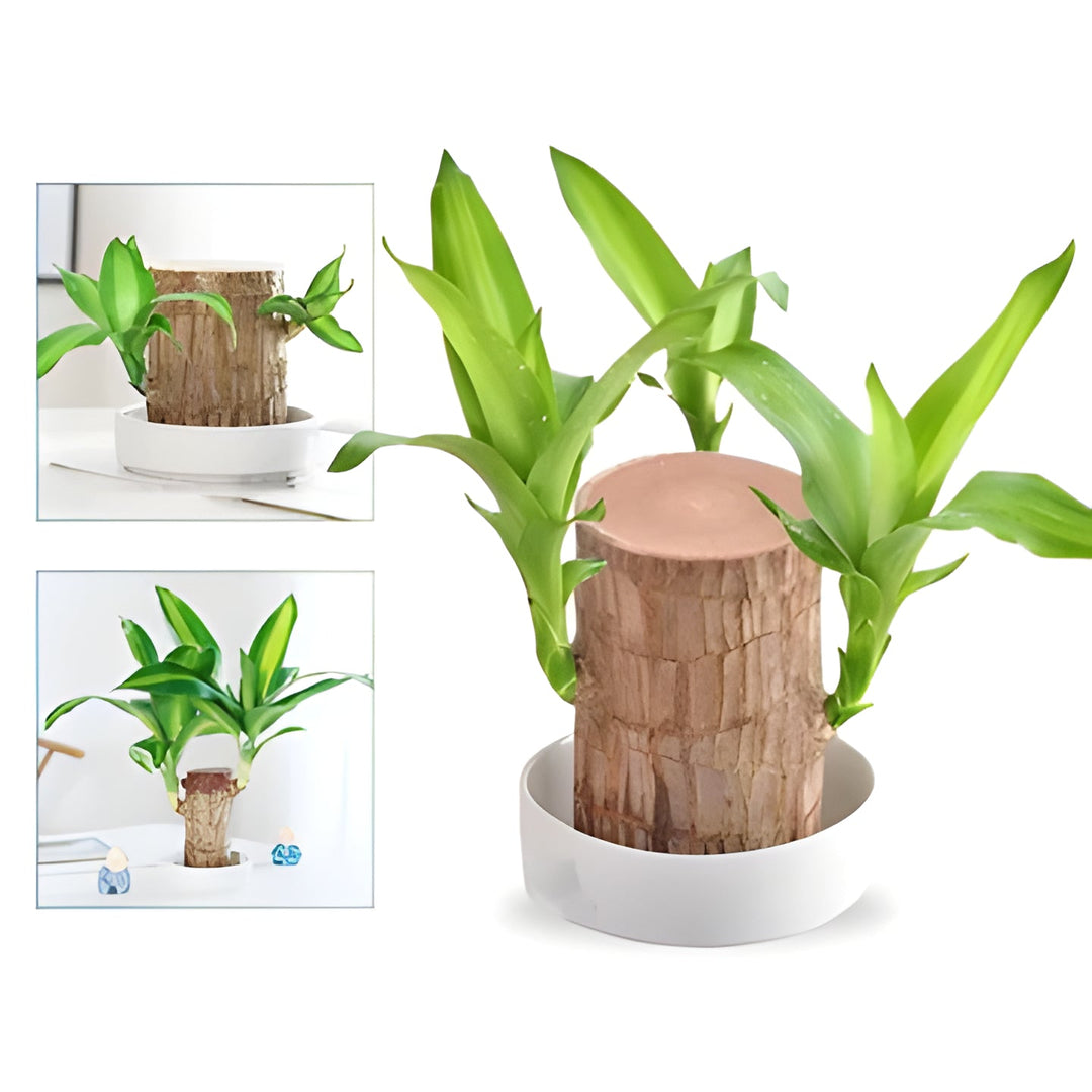 Elegant Lucky Brazilian Wood desk plant. A natural, low maintenance indoor plant, ideal for home and office decor.