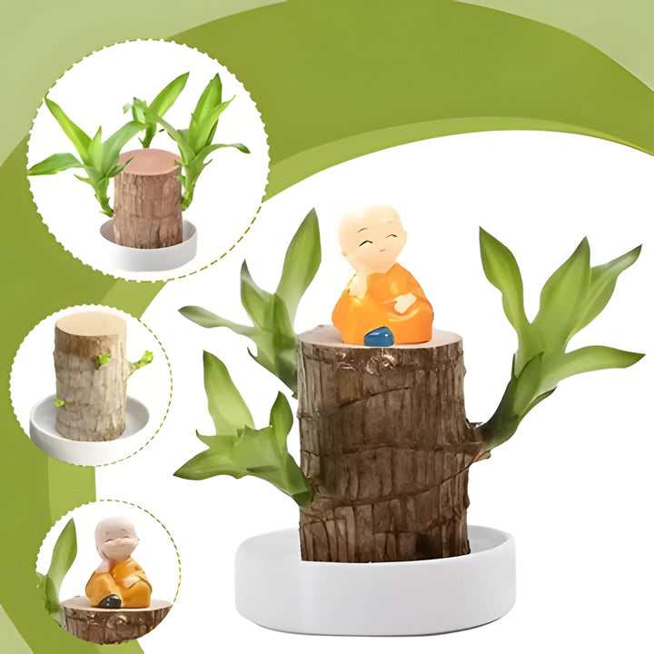Lush Lucky Brazilian Wood Plant, an indoor air purifying houseplant. Brings natural decor & good fortune to any room.