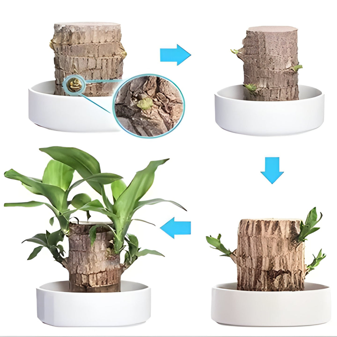 Stylish Lucky Brazilian Wood Plant. This low maintenance indoor houseplant is perfect for natural home and office decor.