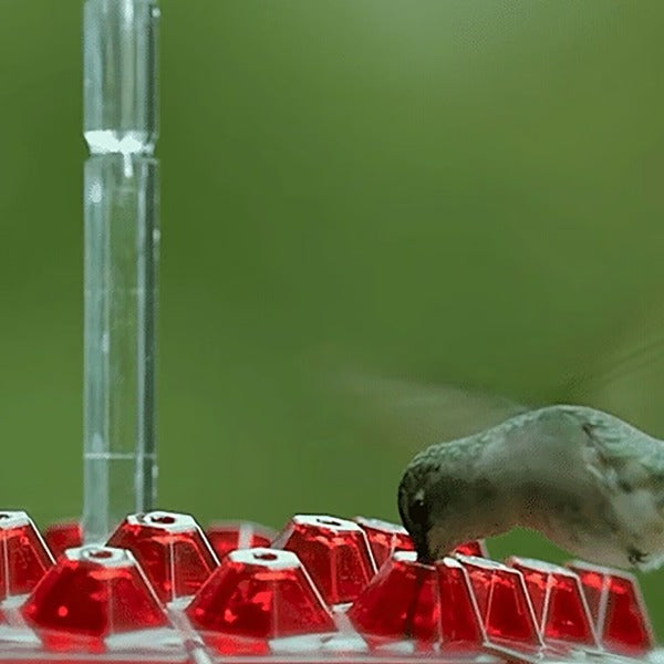 Hummingbird feeder with ant moat, attracting hummingbirds to your backyard for vibrant bird watching.