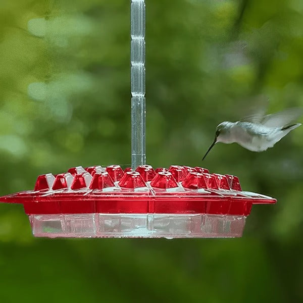 Wildlife-friendly hummingbird feeder with a protective ant moat, designed for happy birds and avid bird watchers.