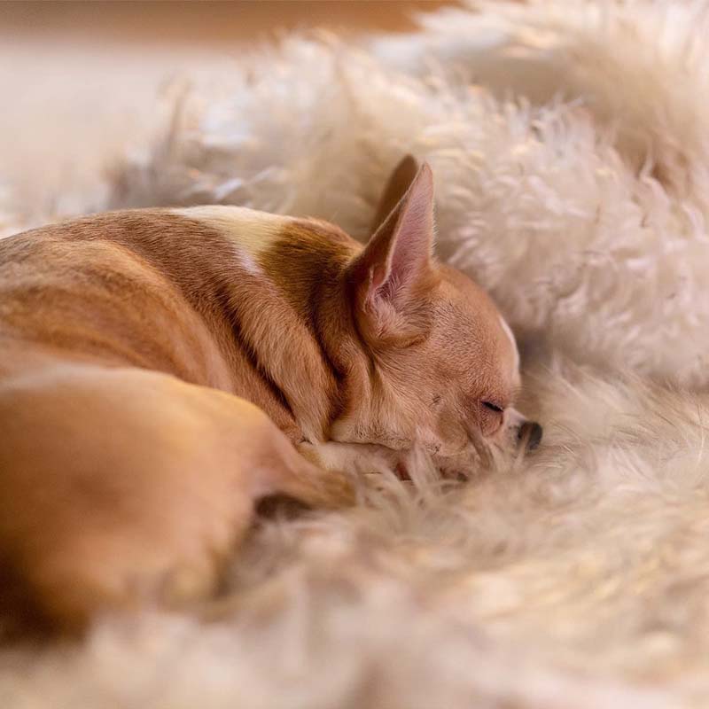 Durable, machine washable waterproof pet blanket. Reversible faux fur & microsuede protects furniture from spills.