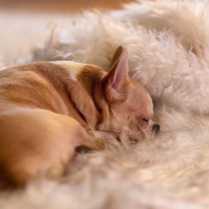 Durable, machine washable waterproof pet blanket. Reversible faux fur & microsuede protects furniture from spills.