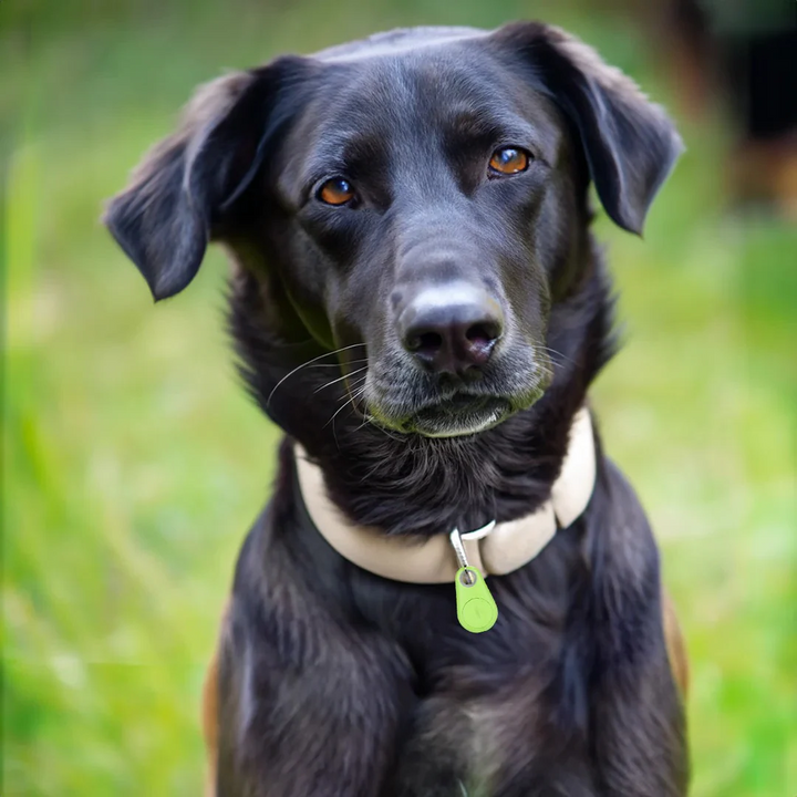 Reliable anti-loss GPS tracker ensures your dog or cat's safety. Waterproof design for all adventures.