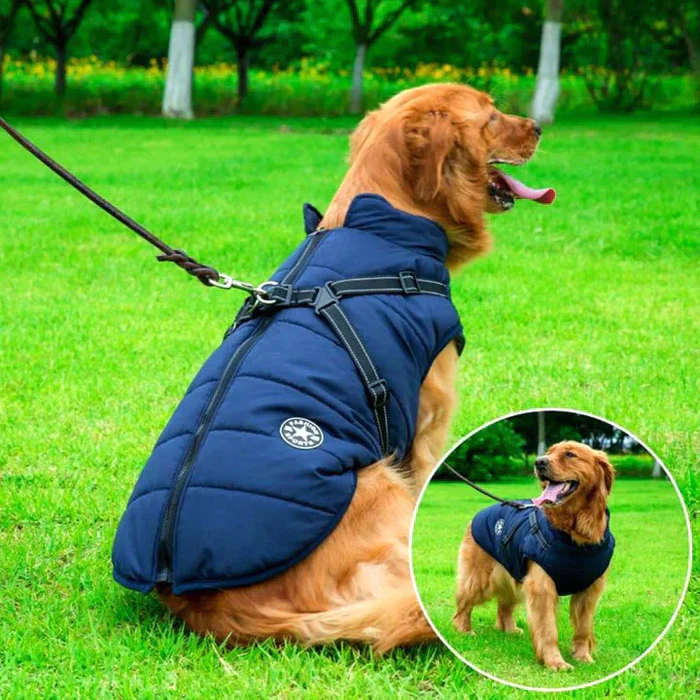 Durable waterproof winter dog jacket with integrated harness for walks. Warm, reflective, & secure pet apparel.