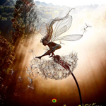 Wind To Fly