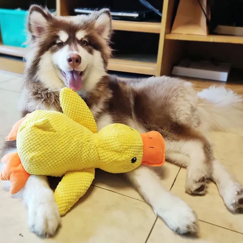 Interactive squeaky duck pet toy, a soothing companion for dogs with anxiety, promoting fetch & mental health.